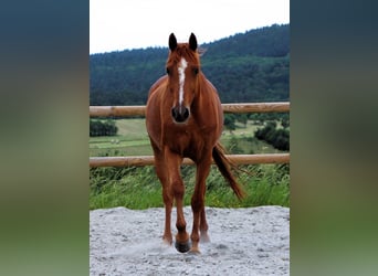 Vollblutaraber, Wallach, 7 Jahre, 156 cm, Fuchs