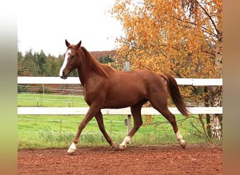Vollblutaraber, Wallach, 7 Jahre, 157 cm, Rabicano
