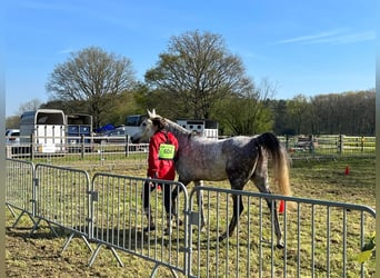 Vollblutaraber, Wallach, 7 Jahre, 160 cm, Schimmel