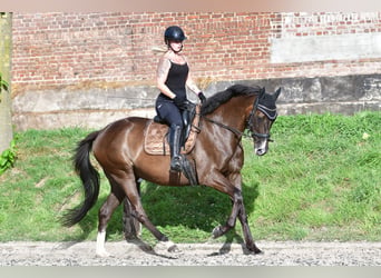 Vollblutaraber, Wallach, 7 Jahre, 168 cm, Schwarzbrauner