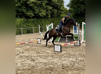 Vollblutaraber, Wallach, 7 Jahre, 168 cm, Schwarzbrauner