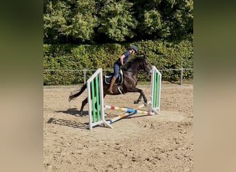 Vollblutaraber, Wallach, 7 Jahre, 168 cm, Schwarzbrauner