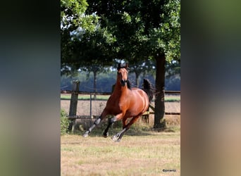 Vollblutaraber, Wallach, 7 Jahre, Brauner
