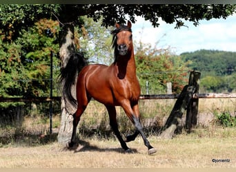 Vollblutaraber, Wallach, 7 Jahre, Brauner
