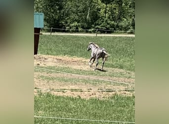 Vollblutaraber, Wallach, 7 Jahre, Schimmel