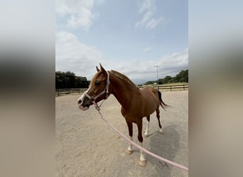 Vollblutaraber, Wallach, 8 Jahre, 146 cm, Fuchs