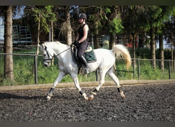 Vollblutaraber, Wallach, 8 Jahre, 150 cm, Schimmel