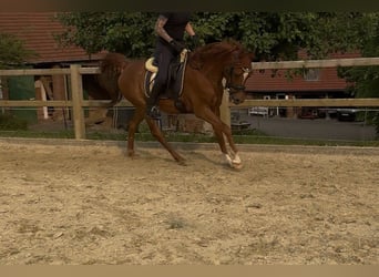 Vollblutaraber, Wallach, 8 Jahre, 152 cm, Fuchs