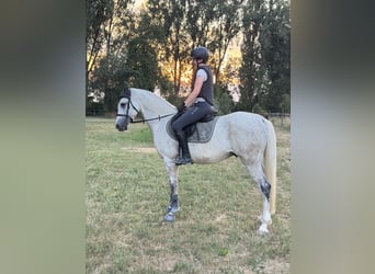 Vollblutaraber, Wallach, 8 Jahre, 153 cm, Schimmel