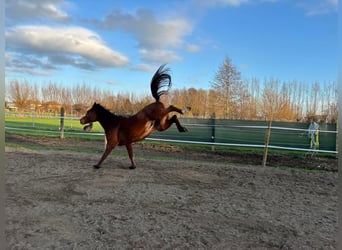 Vollblutaraber, Wallach, 8 Jahre, 155 cm, Brauner