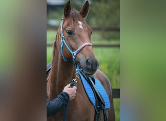 Vollblutaraber, Wallach, 8 Jahre, 155 cm