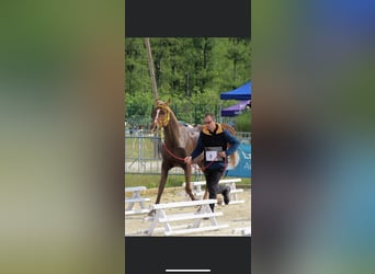 Vollblutaraber, Wallach, 8 Jahre, 156 cm, Fuchs