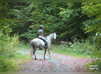 Vollblutaraber, Wallach, 8 Jahre, 157 cm, Schimmel