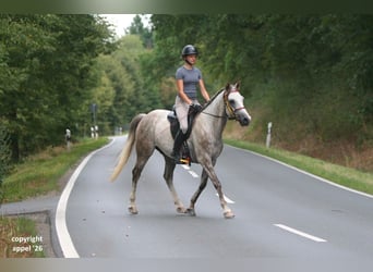 Vollblutaraber, Wallach, 8 Jahre, 157 cm, Schimmel
