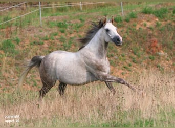 Vollblutaraber, Wallach, 8 Jahre, 157 cm, Schimmel