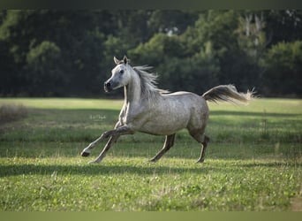 Vollblutaraber, Wallach, 8 Jahre, 159 cm, Fliegenschimmel