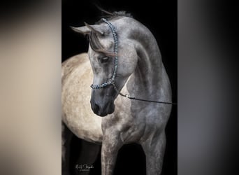 Vollblutaraber, Wallach, 8 Jahre, 159 cm, Fliegenschimmel