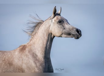 Vollblutaraber, Wallach, 8 Jahre, 159 cm, Fliegenschimmel