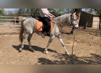 Vollblutaraber, Wallach, 9 Jahre, 150 cm, Schimmel