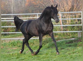 Vollblutaraber, Wallach, 9 Jahre, 154 cm, Rappe