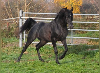 Vollblutaraber, Wallach, 9 Jahre, 154 cm, Rappe