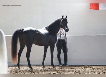 Vollblutaraber, Wallach, 9 Jahre, 154 cm, Rappe