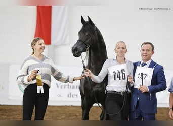 Vollblutaraber, Wallach, 9 Jahre, 154 cm, Rappe