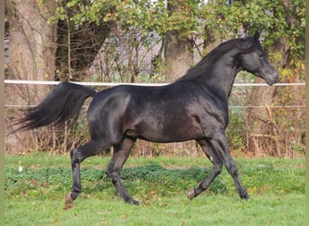 Vollblutaraber, Wallach, 9 Jahre, 154 cm, Rappe