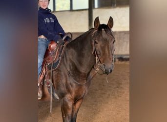 Vollblutaraber, Wallach, 9 Jahre, 155 cm, Dunkelbrauner