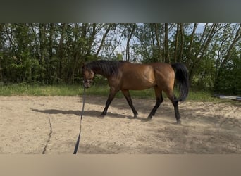 Vollblutaraber, Wallach, 9 Jahre, 156 cm, Brauner