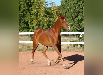 Vollblutaraber, Wallach, 9 Jahre, 157 cm, Fuchs