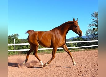 Vollblutaraber, Wallach, 9 Jahre, 157 cm, Fuchs