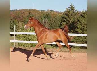 Vollblutaraber, Wallach, 9 Jahre, 157 cm, Fuchs