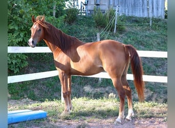 Vollblutaraber, Wallach, 9 Jahre, 157 cm, Fuchs