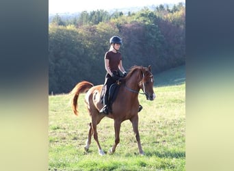 Vollblutaraber, Wallach, 9 Jahre, 157 cm, Fuchs