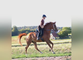 Vollblutaraber, Wallach, 9 Jahre, 157 cm, Fuchs