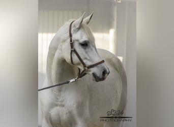 Vollblutaraber, Wallach, 9 Jahre, 160 cm, Schimmel