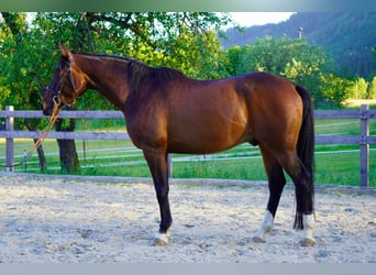 Vollblutaraber, Wallach, 9 Jahre, 161 cm, Dunkelbrauner