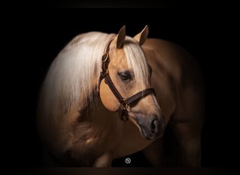 American Quarter Horse, Hengst, 12 Jahre, Palomino