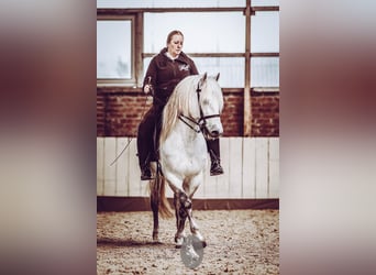 Camargue, Hengst, 16 Jahre, 150 cm, Schimmel