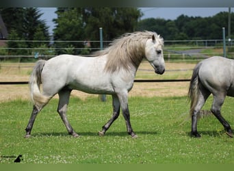 Camargue, Hengst, 16 Jahre, 150 cm, Schimmel