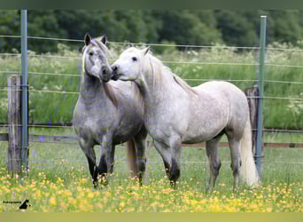 Camargue, Hengst, 16 Jahre, 150 cm, Schimmel