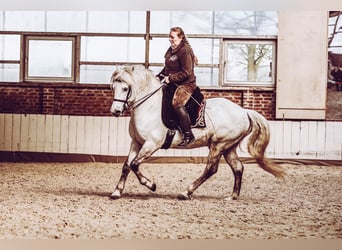 Camargue, Stallion, 15 years, 14.2 hh, Gray