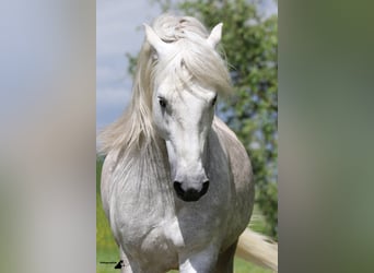 Camargue, Stallion, 15 years, 14.2 hh, Gray