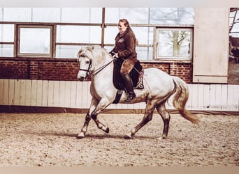 Camargue, Stallion, 16 years, 14,2 hh, Grey