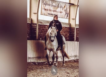 Camargue, Stallone, 17 Anni, 150 cm, Grigio