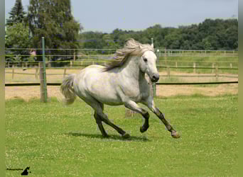 Camargue, Stallone, 17 Anni, 150 cm, Grigio