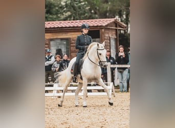 Camargue, Stallone, 17 Anni, 150 cm, Grigio