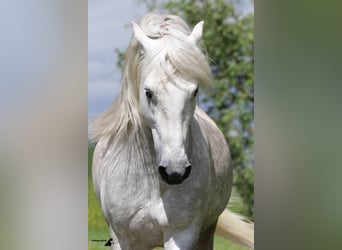 Camargue, Stallone, 17 Anni, 150 cm, Grigio