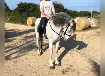 Warlander Mestizo, Caballo castrado, 17 años, 158 cm, Tordo picazo